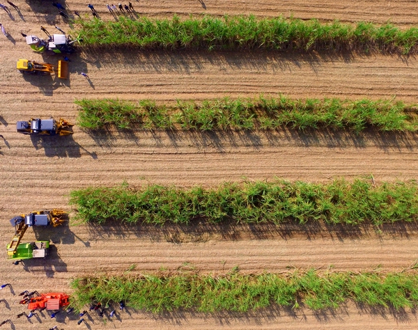 调整大小 机械化收割.jpg