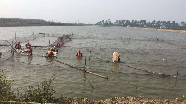 调整大小 上海农场鮰鱼捕捞现场.jpg