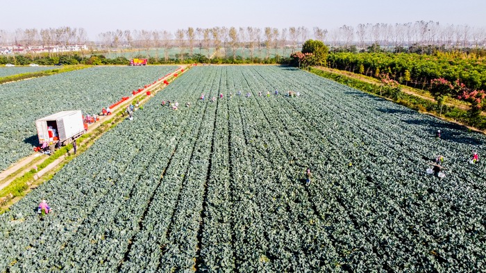 调整大小 西兰花种植基地航拍---.jpg